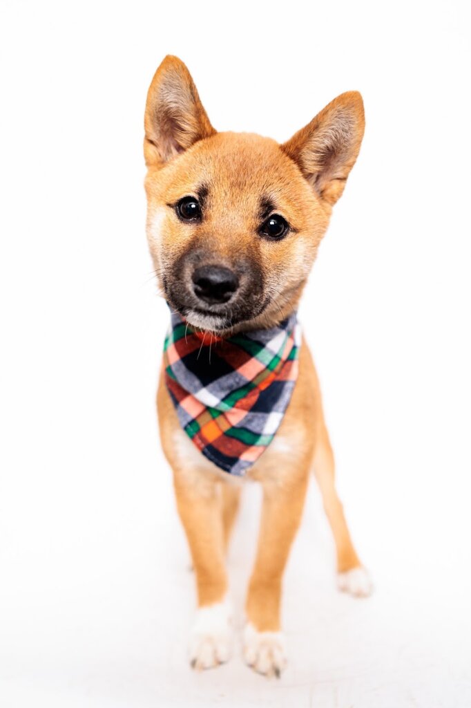 Kentucky Humane Society Sam Swope Pet TLC