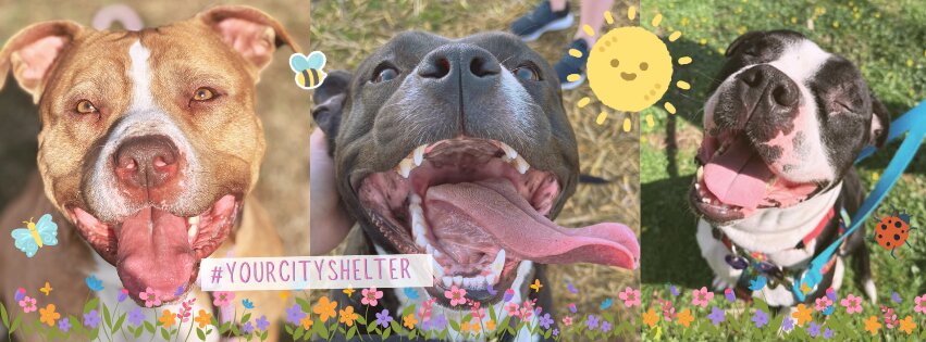 Animal House Adoption Center