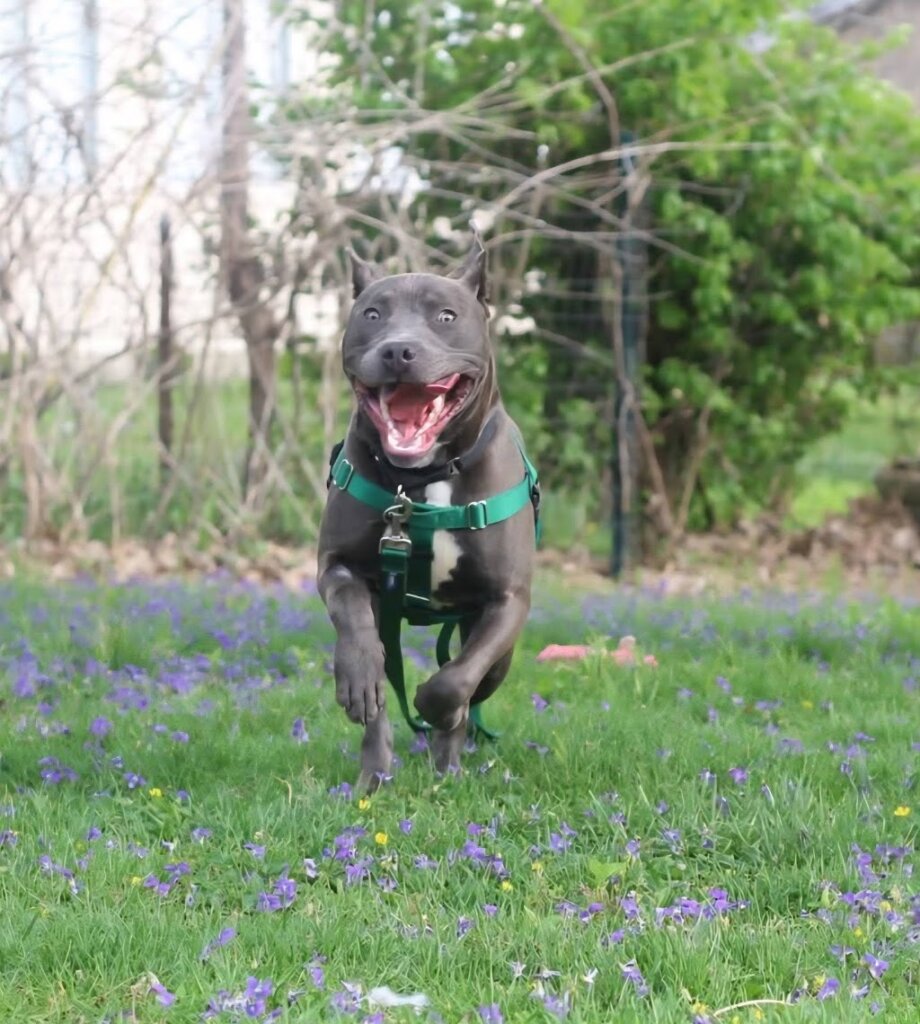 Harshaw Family Foundation Animal Shelter