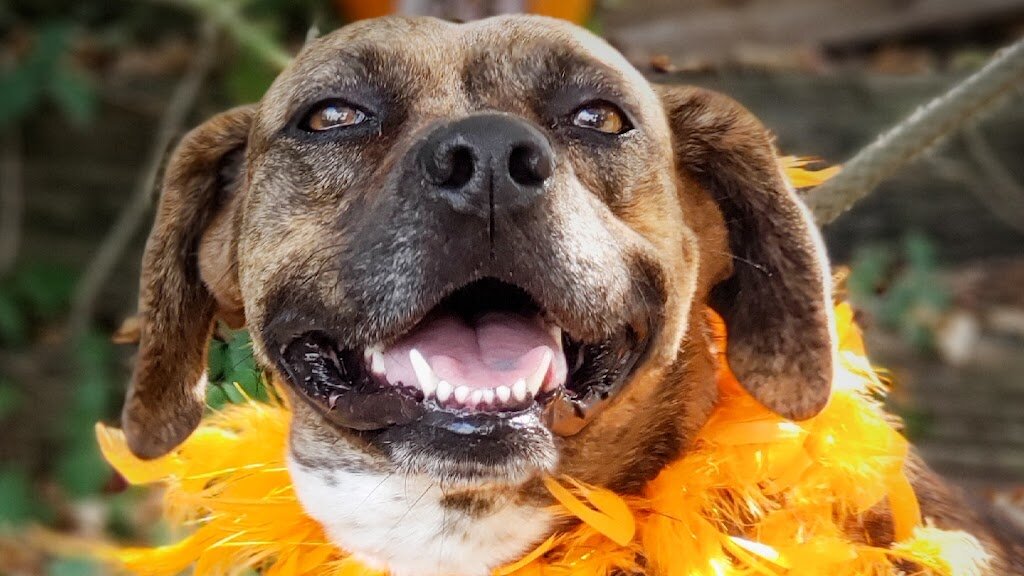 Humane Society Adoption Center