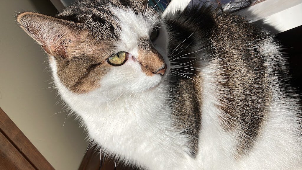 Lighthouse Animal Shelter