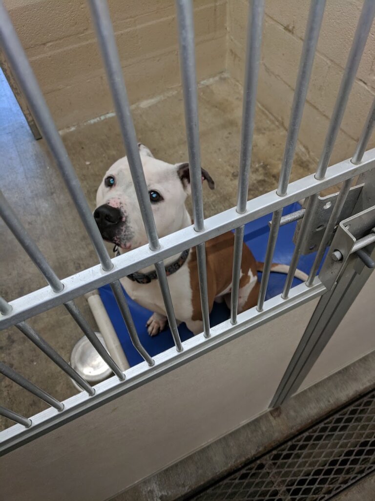 Humane Society Of Charles County