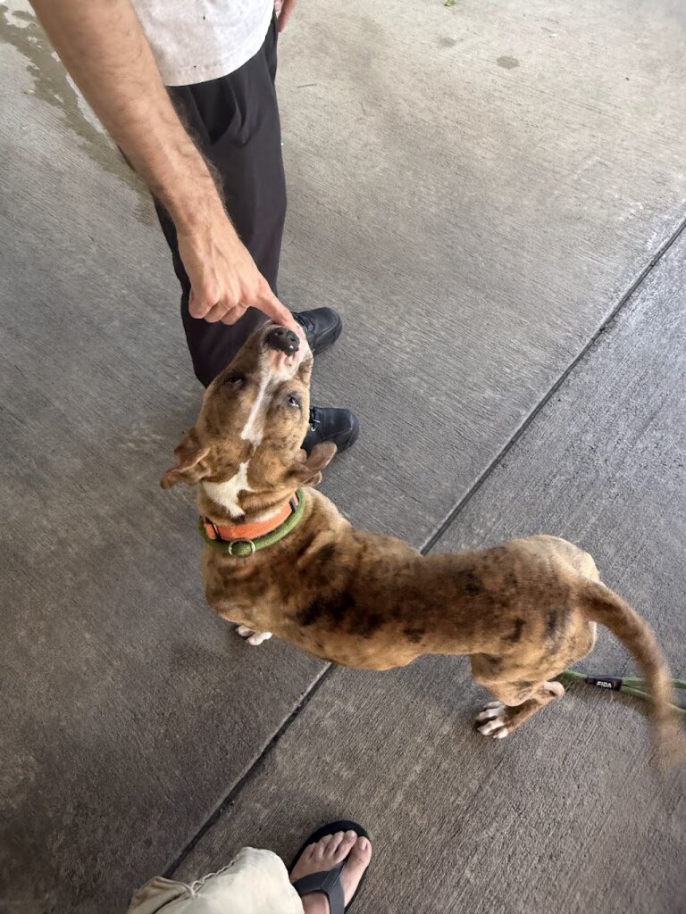 Montgomery County Humane Society