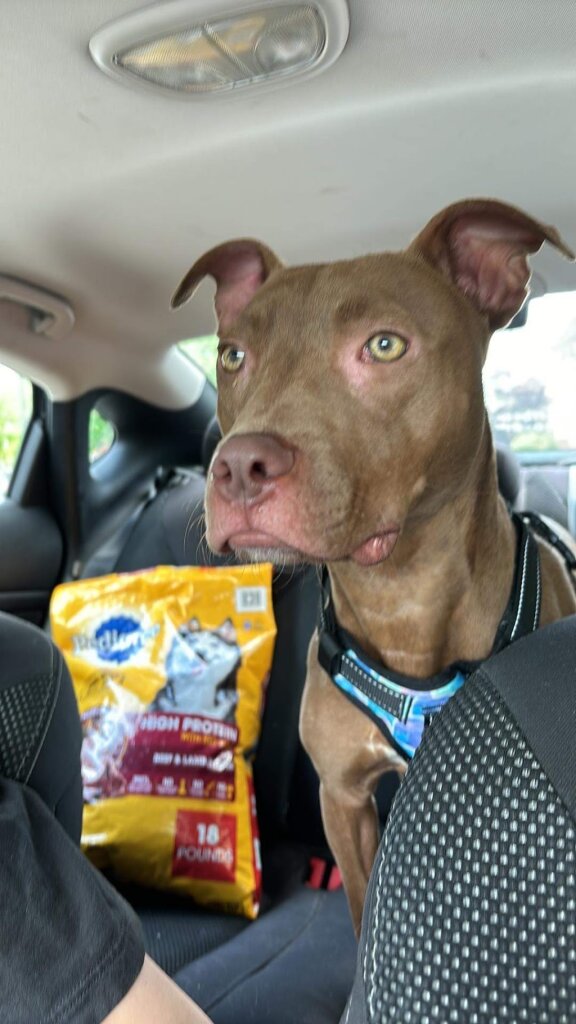 Greater Androscoggin Humane Society