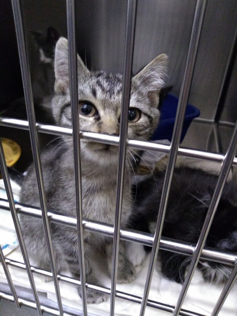 Bangor Humane Society
