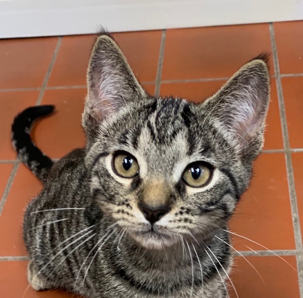 Humane Society of South Central Michigan