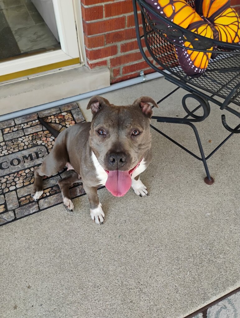 Taylor animal shelter