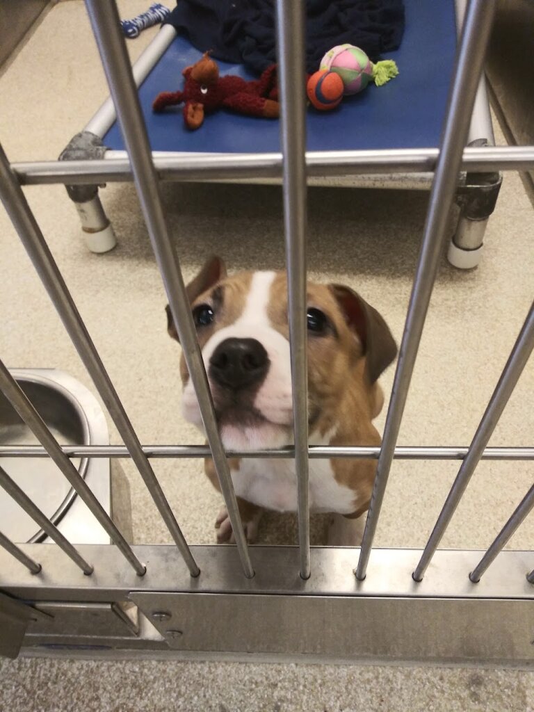 Kent County Animal Shelter
