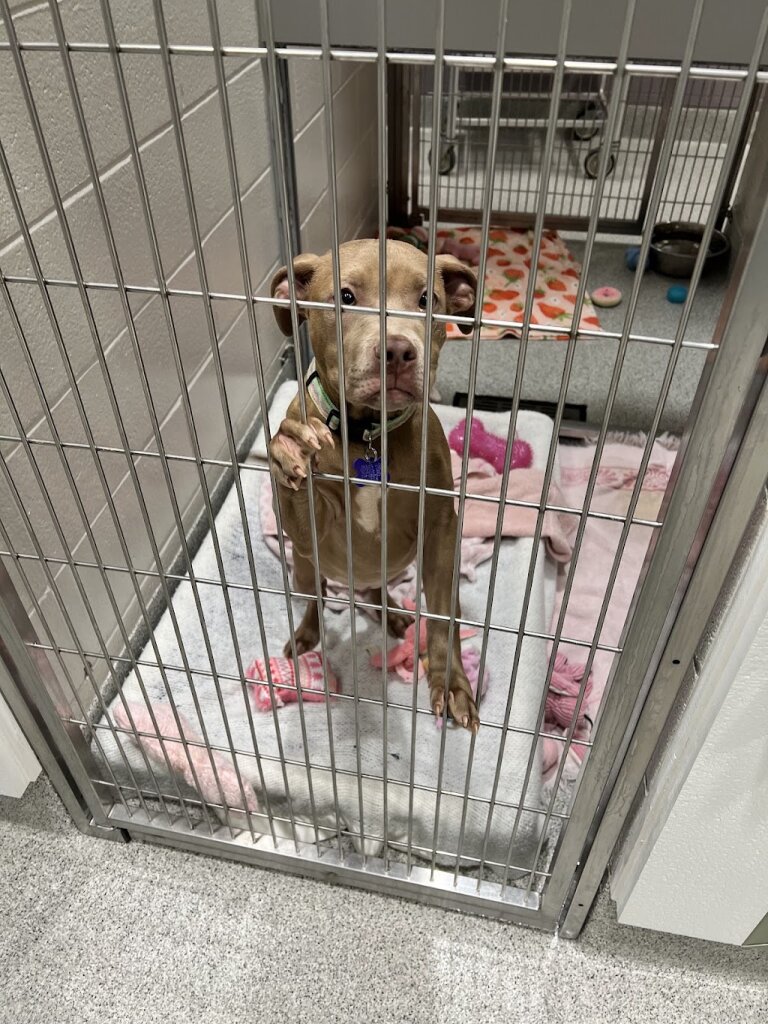 Capital Area Humane Society