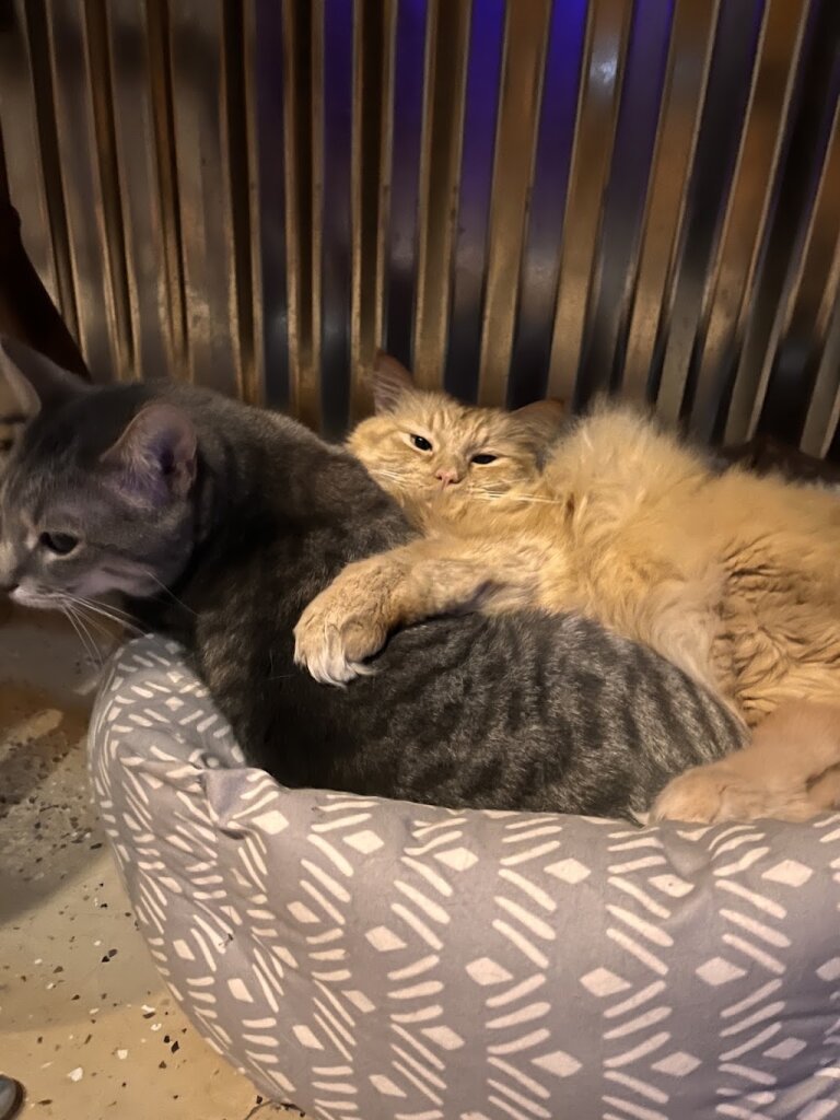 Animal Allies Humane Society