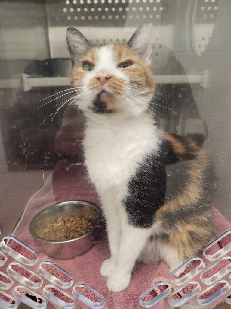 Friends of the Pet Adoption Center