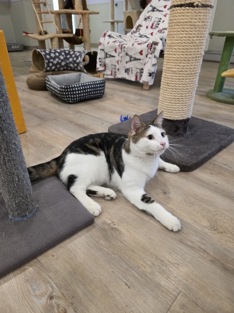 Five Acres Animal Shelter