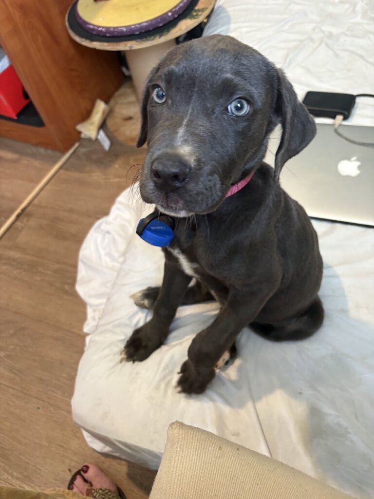 St. Charles County Pet Adoption Center
