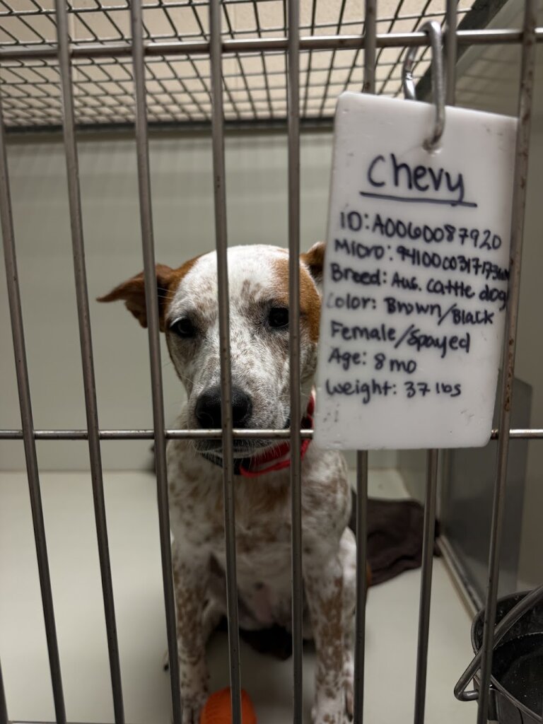 Humane Society of Southwest Missouri