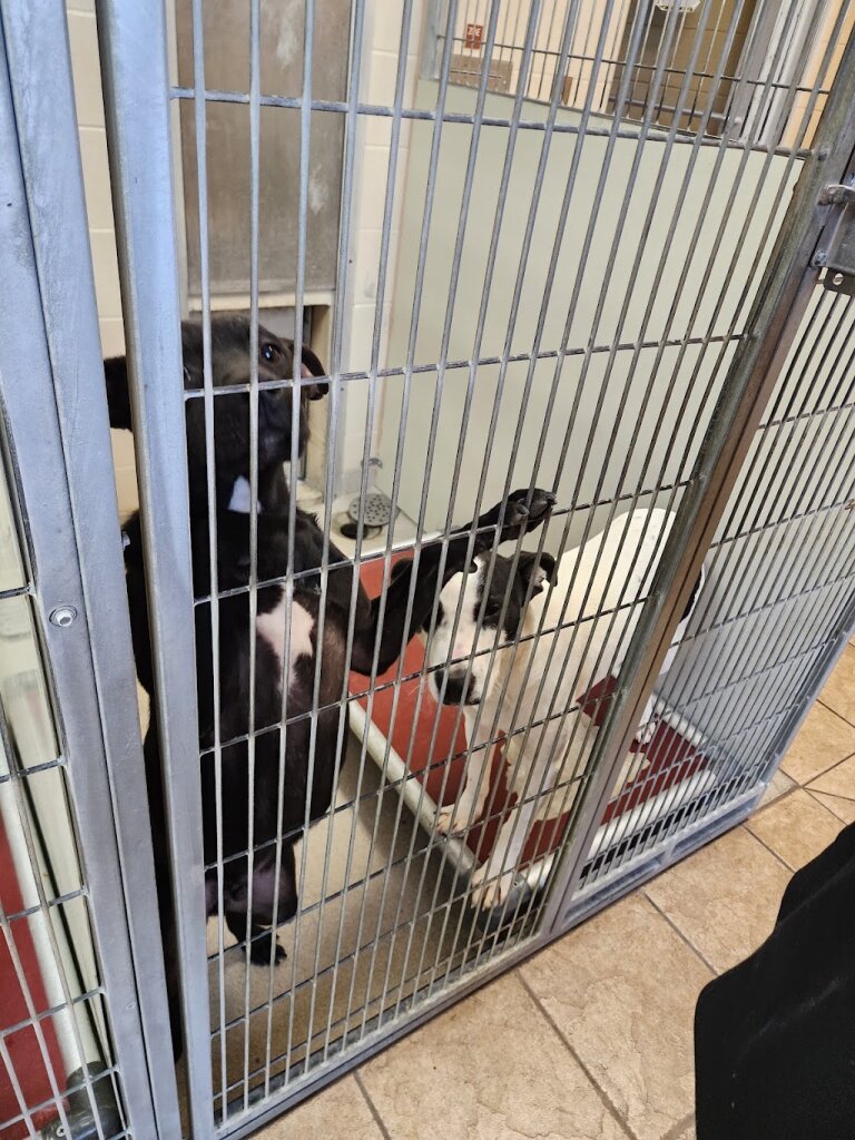Joplin Humane Society