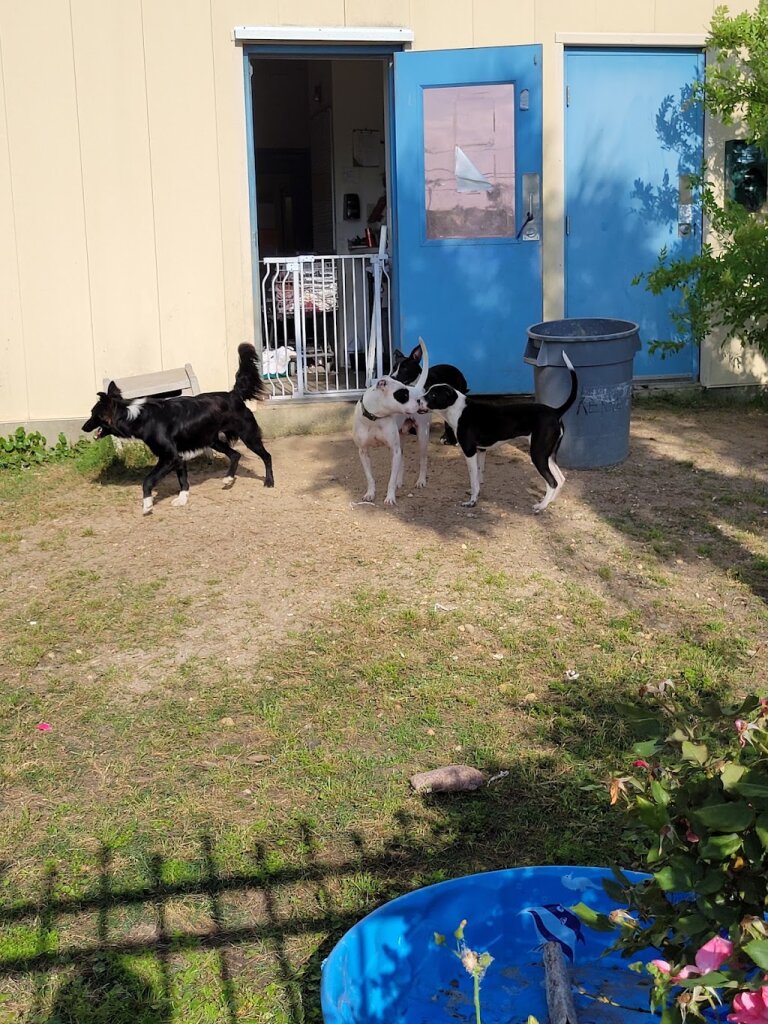 Humane Society Of South Mississippi