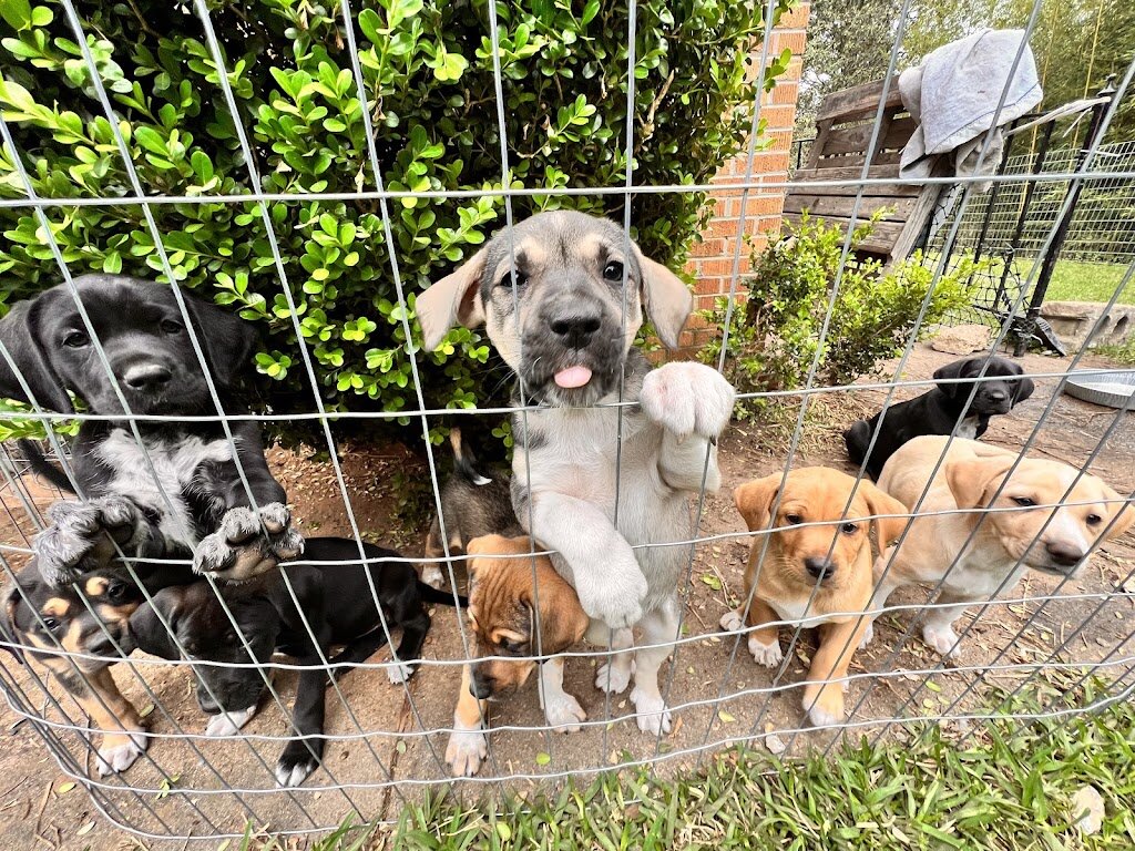 Hub City Humane Society