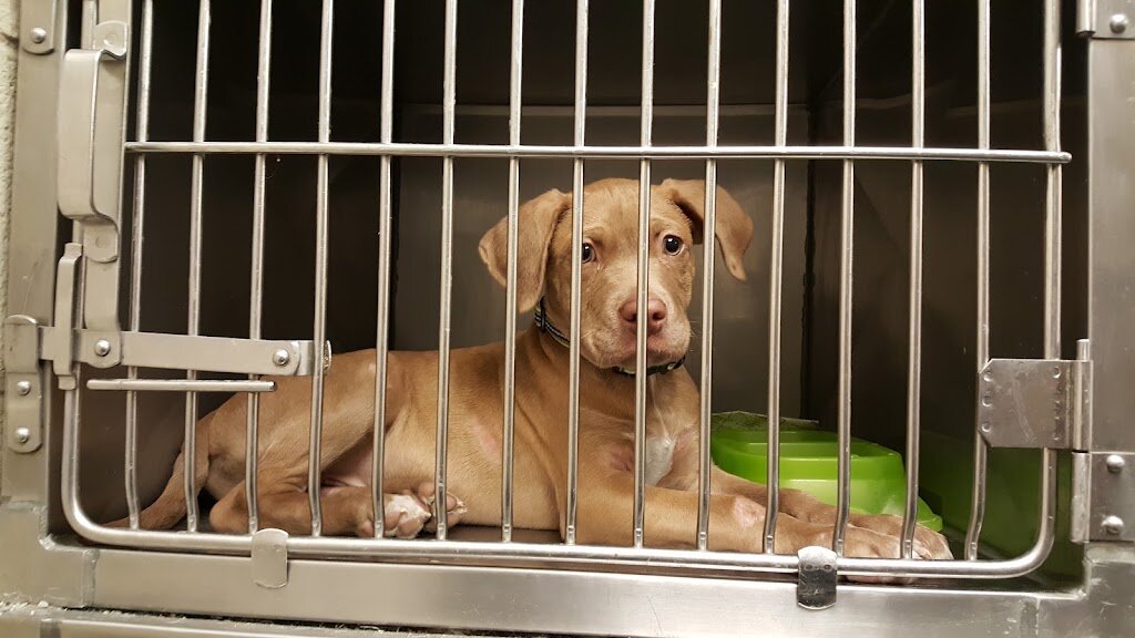 Southaven City Animal Shelter