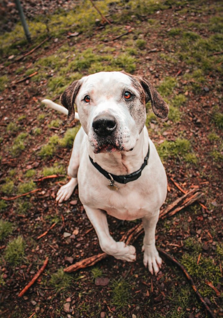 Humane Society of Western Montana