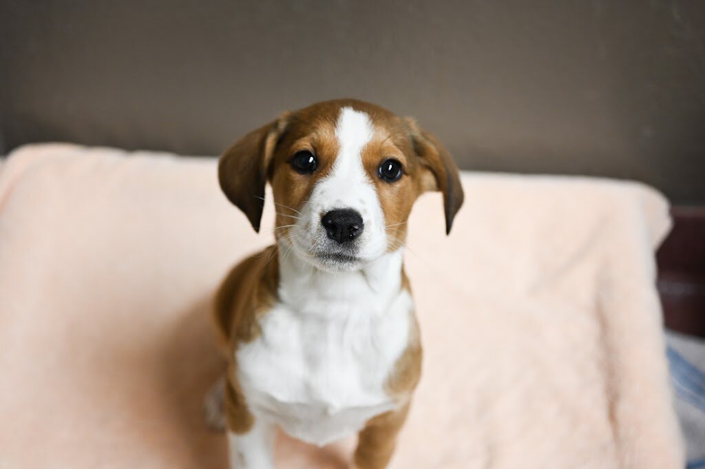 Asheville Humane Society
