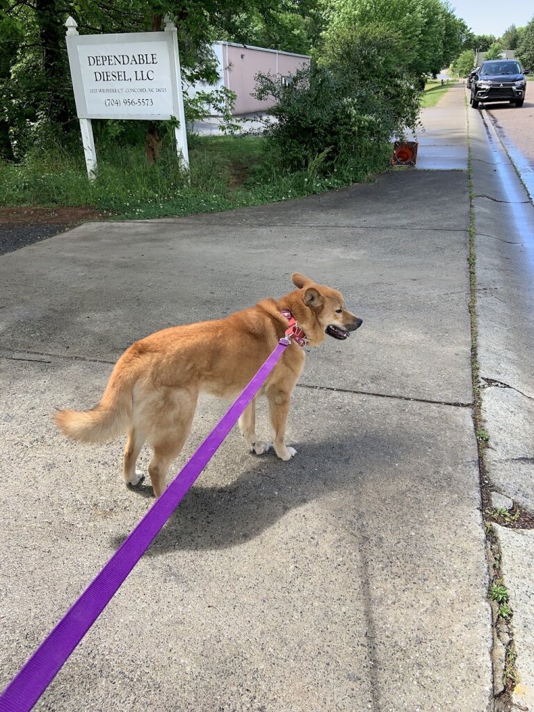 Humane Society of Concord and Greater Cabarrus County