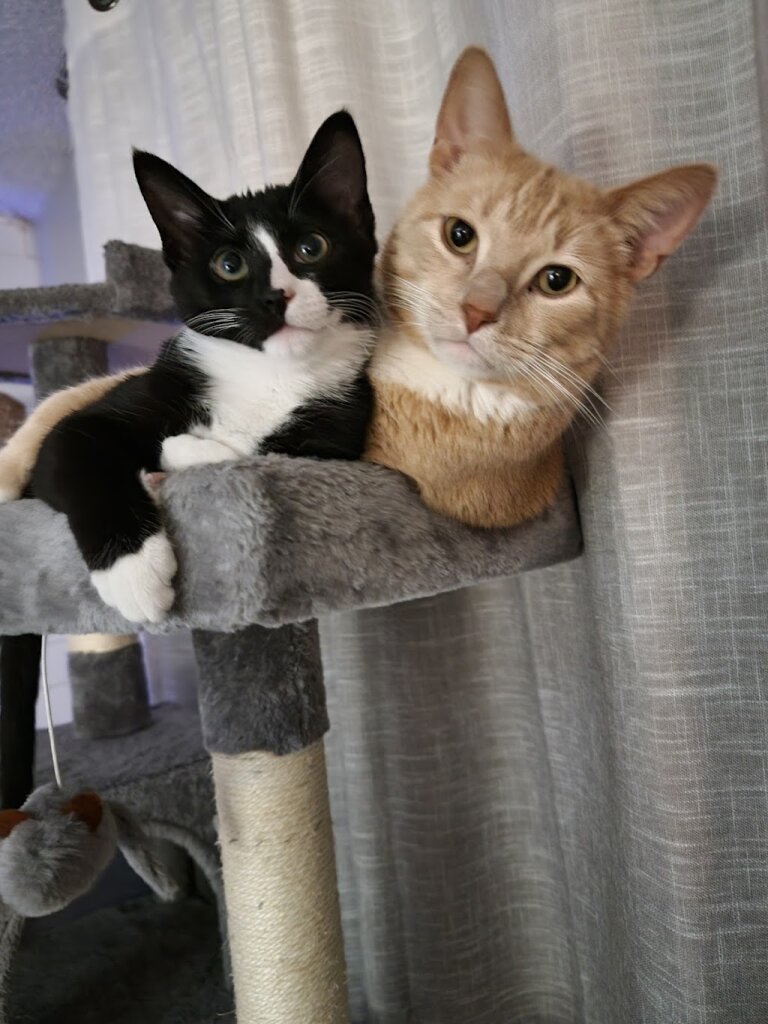 Homeward Animal Shelter