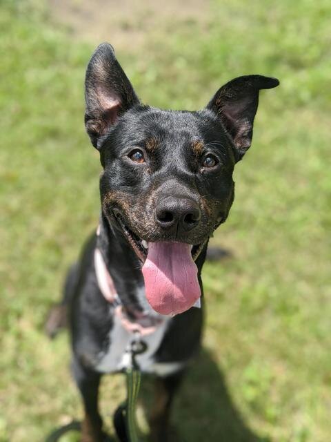 Circle of Friends Animal Shelter