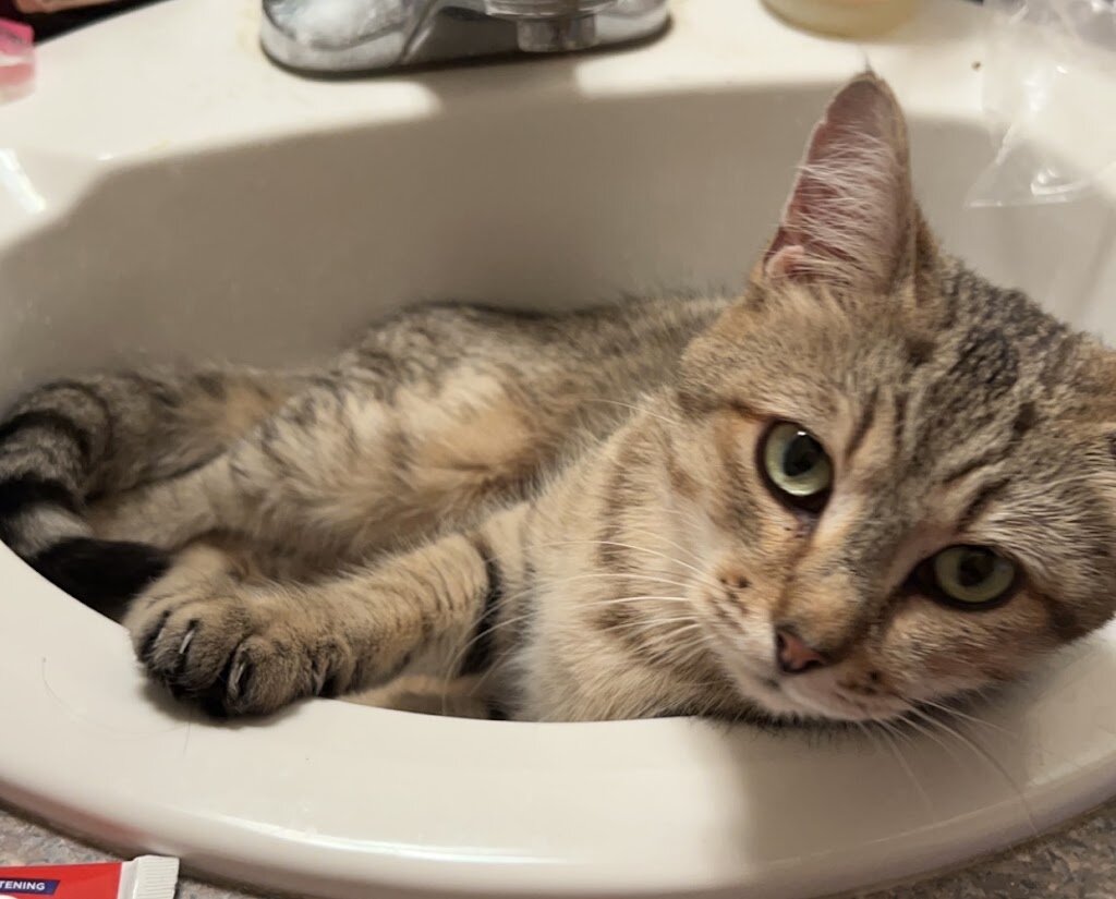Souris Valley Animal Shelter