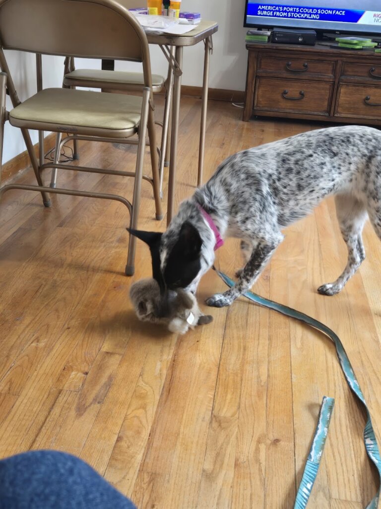 Capital Humane Society Admissions & Assessment Center