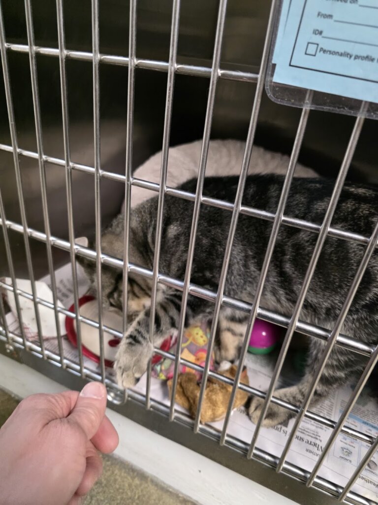 Manchester Animal Shelter