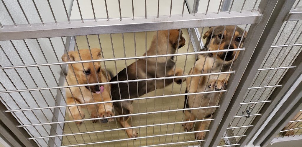 Hobbs Animal Shelter
