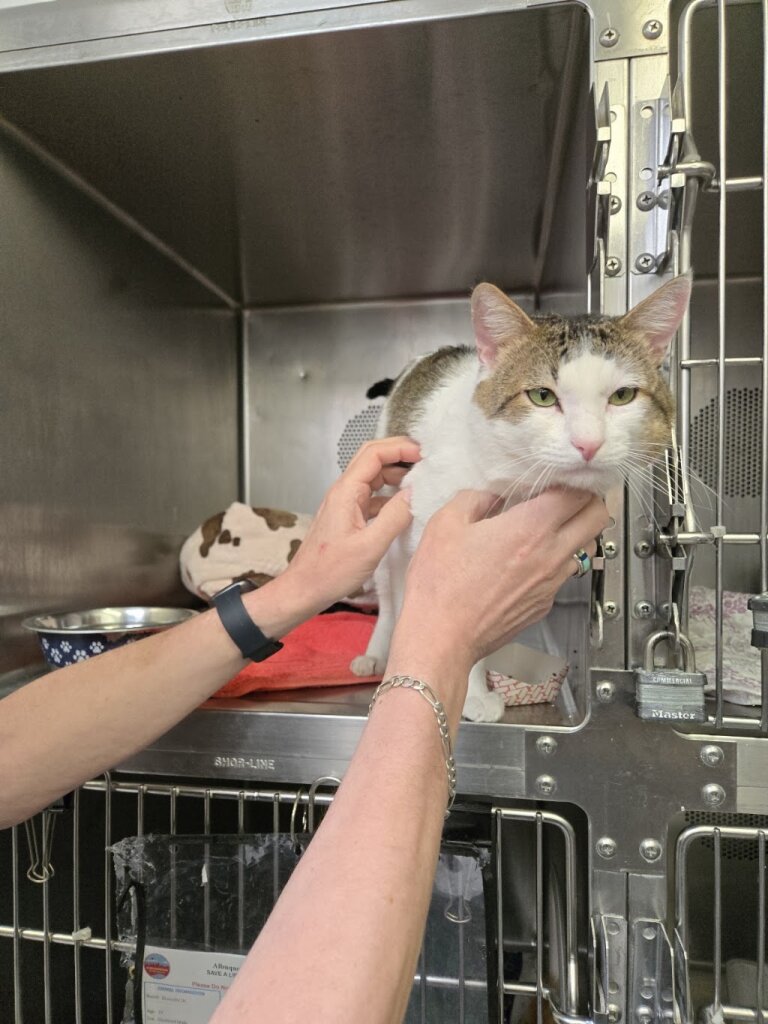 City of Albuquerque Eastside Animal Shelter