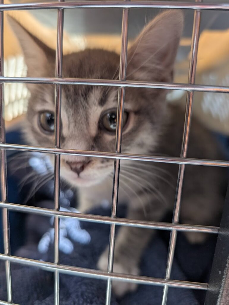 Farmington Regional Animal Shelter