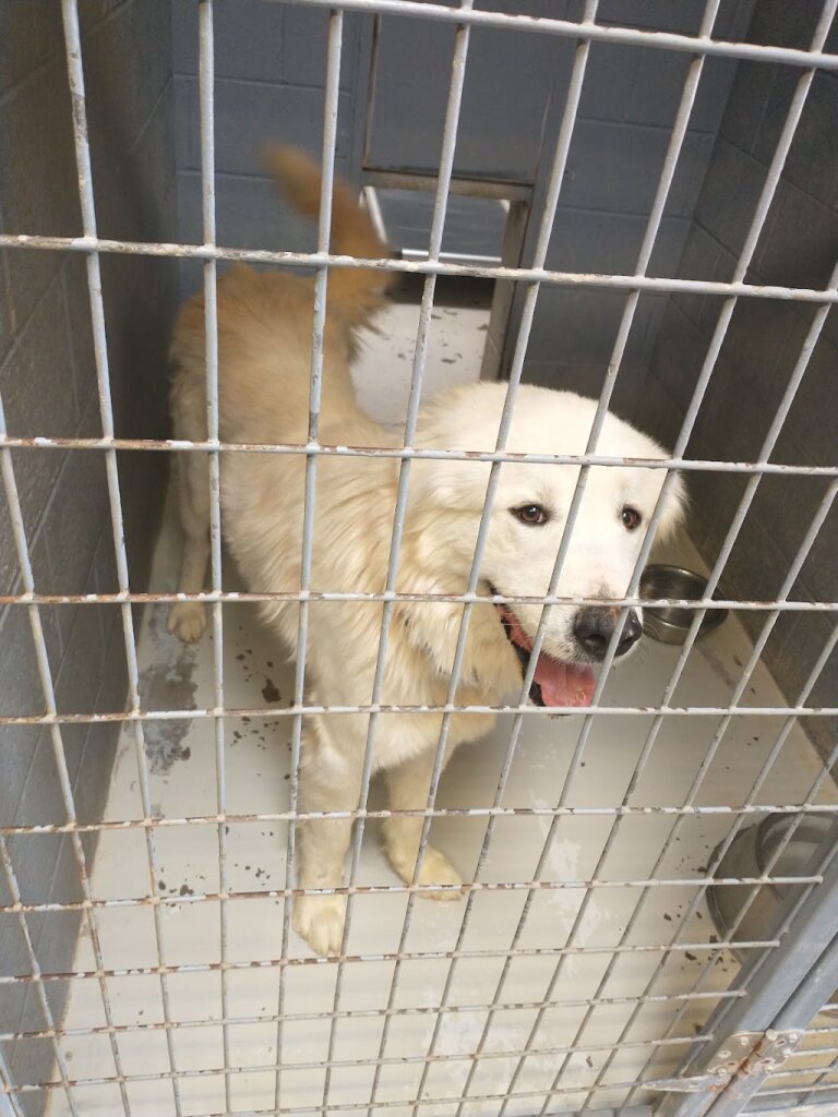 Otero County Animal Shelter