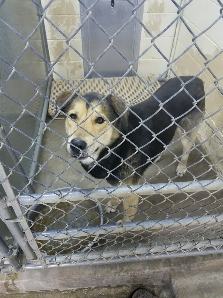 City of Clovis Animal Shelter and Animal Control