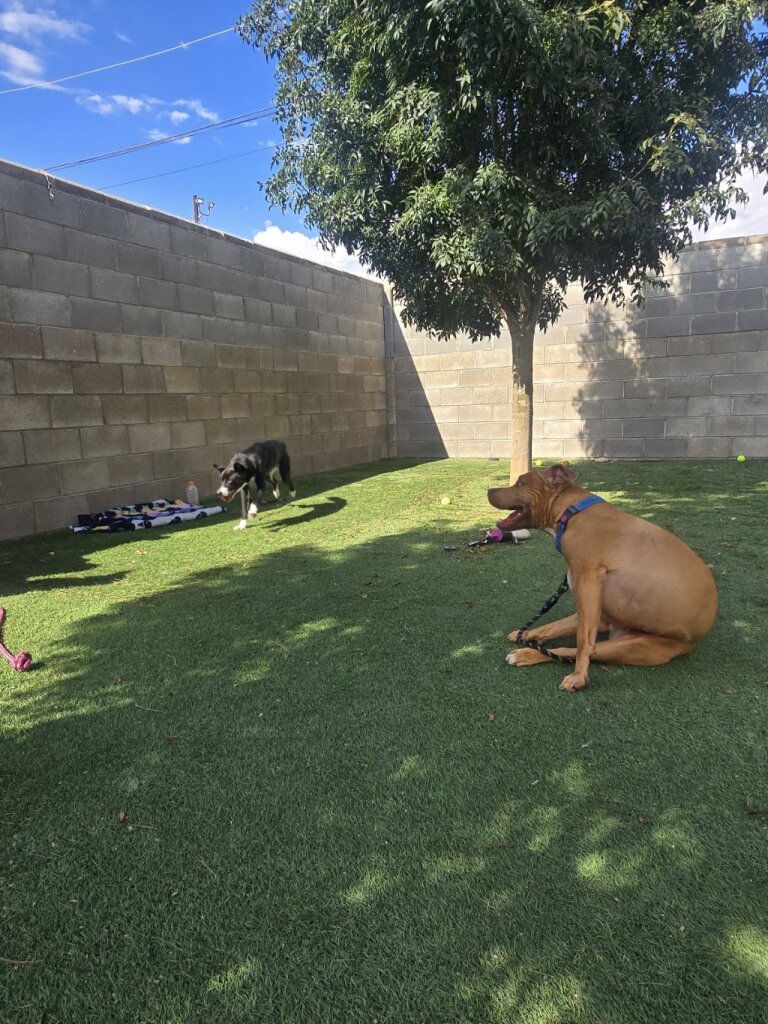 Noah's Ark Animal Shelter