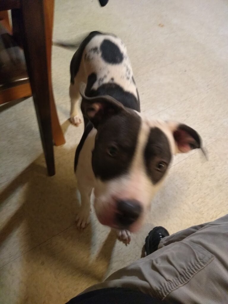 Doña Ana County Humane Society