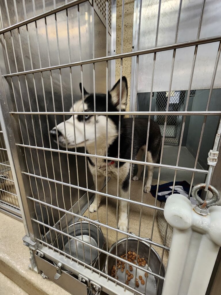 Town of Hempstead Animal Shelter