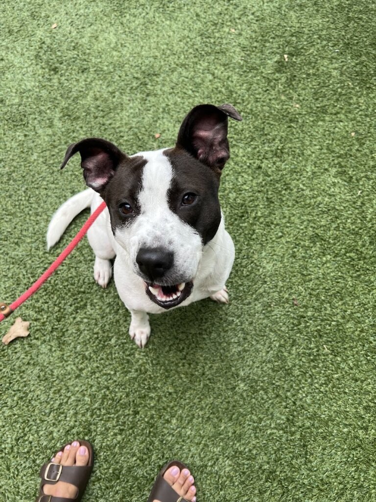 Edmond Animal Shelter