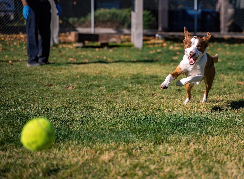 Humane Society of Central Oregon