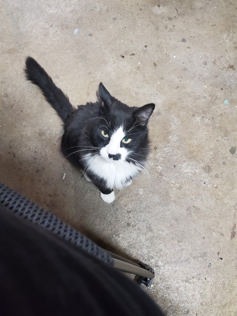 Pawtucket Animal Shelter