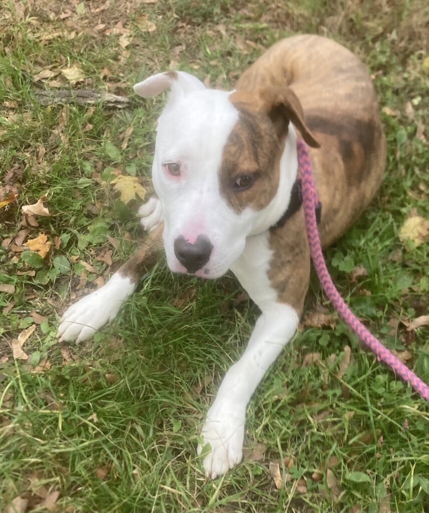 The Hotel for Homeless Dogs * New England Humane Society