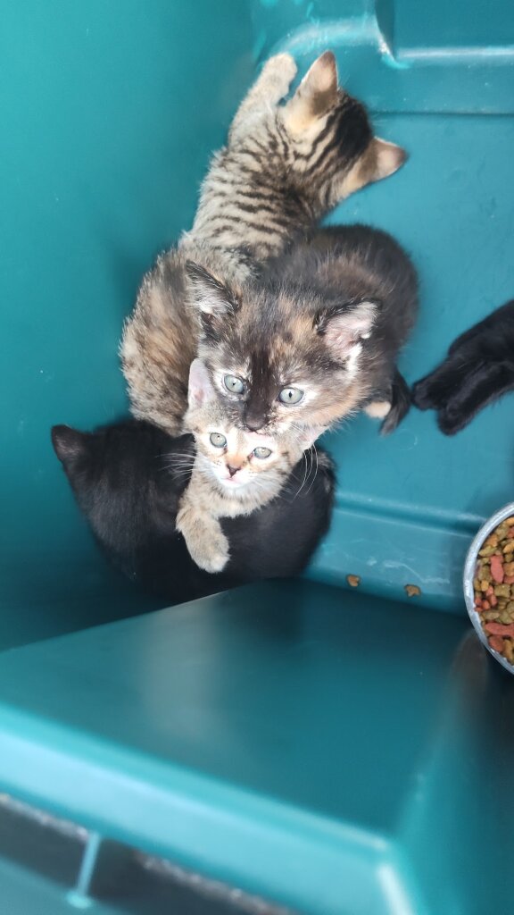 Humane Society of Memphis & Shelby County
