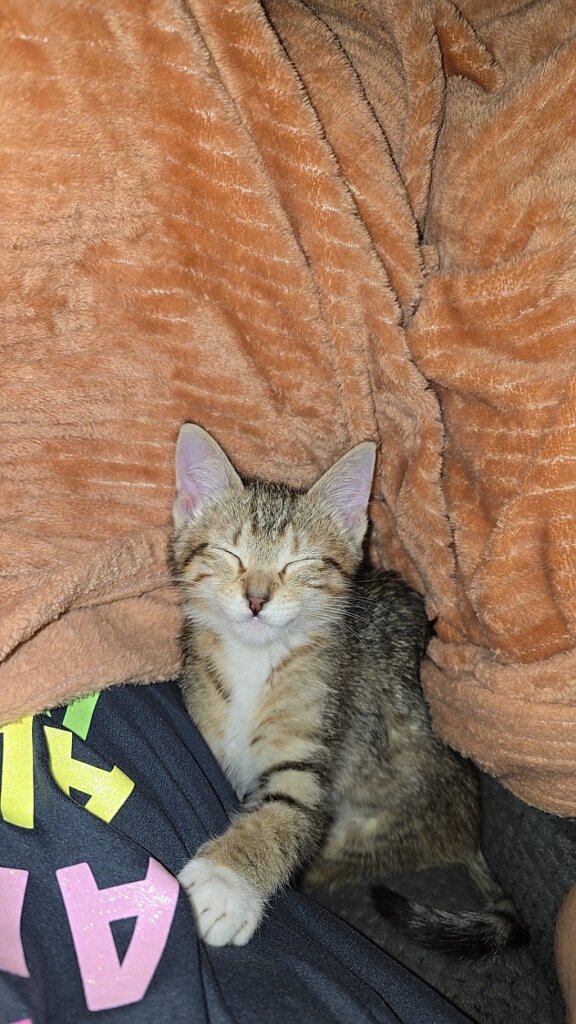 Gulf Coast Humane Society