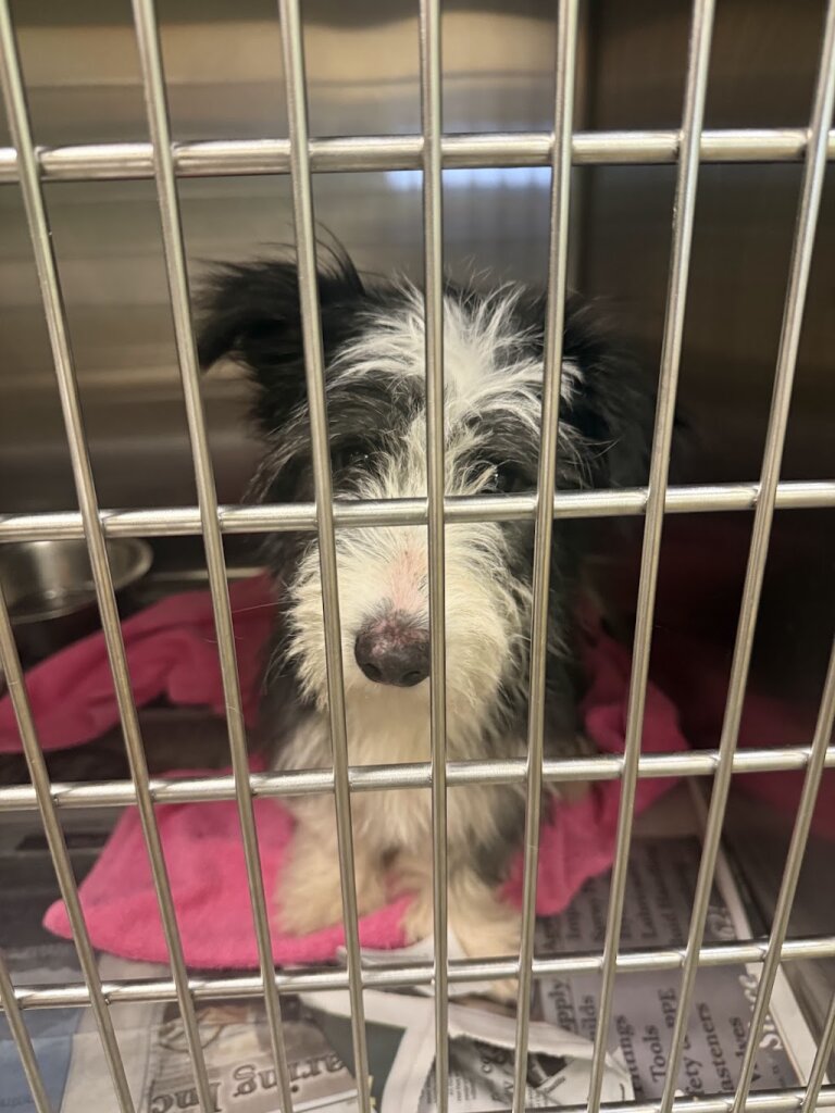 Lubbock Animal Shelter & Adoption Center