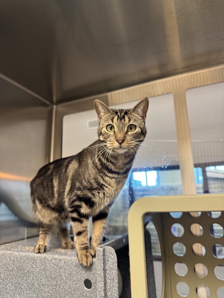 DFW Humane Society