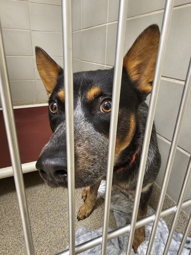 Virginia Beach Animal Care & Adoption Center