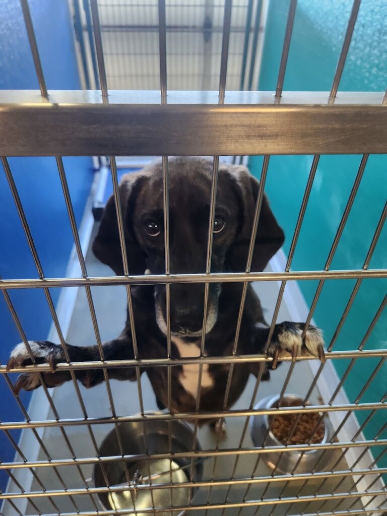 Norfolk Animal Care and Adoption Center