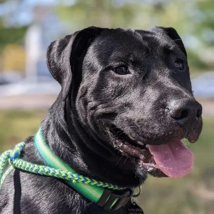 Norfolk SPCA Adoption Center