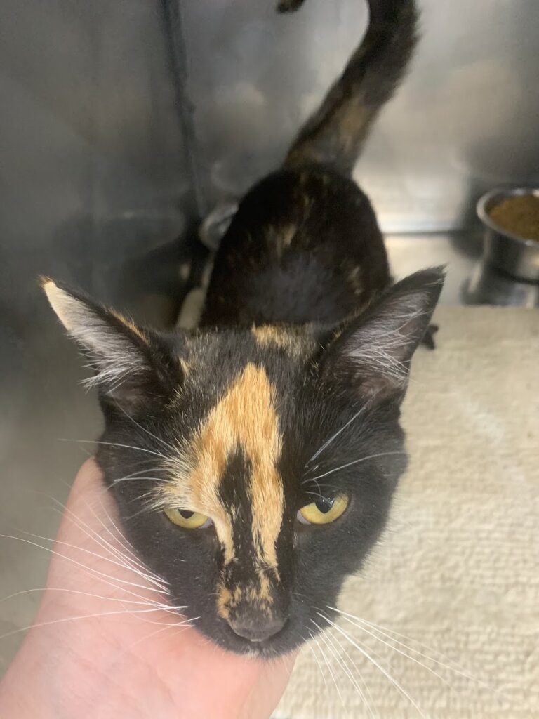 City County Animal Shelter